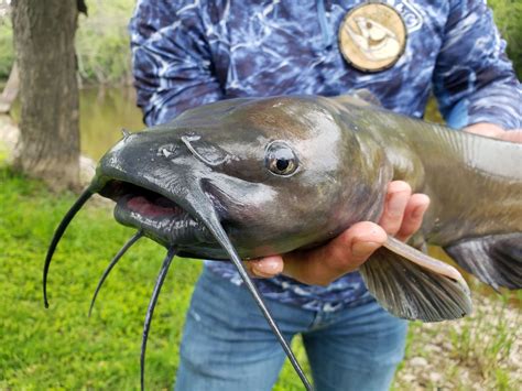 channel catfish for sale